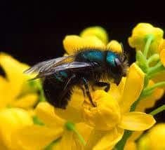 una abeja de albañil en la flor amarilla