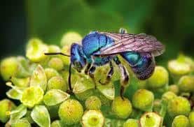 una abeja de albañil en planta verde