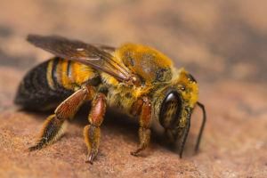 una abeja en tierra