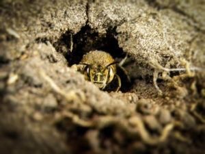 una abeja de tierra en un agujero seco