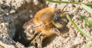 Una abeja minera soltera en su agujero en el suelo.