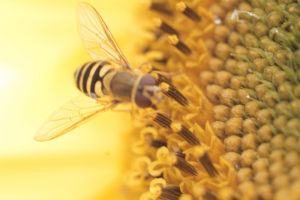 Abeja y girasol. Alas transparentes