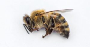 Imagen macro de una abeja muerta sobre un fondo blanco de una colmena en declive.