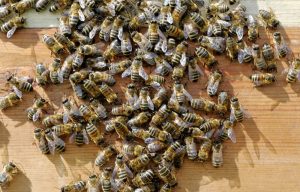 abejas en mesa de madera