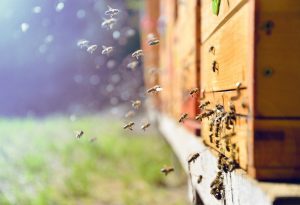 muchas abejas fuera de la colmena