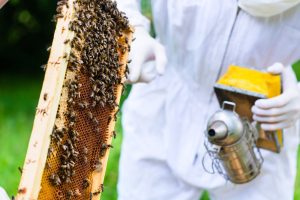 humano con un montón de abejas