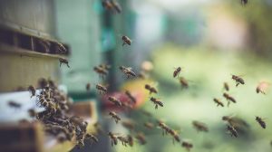 un grupo de abejas en la naturaleza