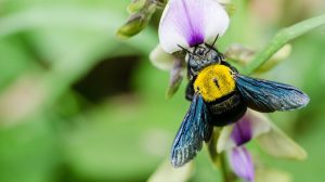 abeja carpintera con flor