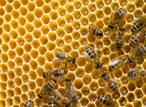 Muchas abejas en un panal.