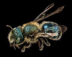 abeja de albañil sobre fondo oscuro.