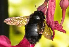 abeja negra en la naturaleza