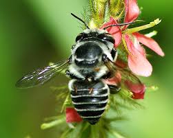 abeja negra en flor roja