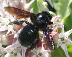 abeja negra en flor rosa