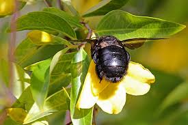 abeja negra en flor blanca