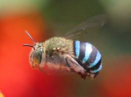 sola abeja negra en el aire