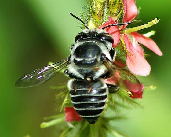 Cosas que Debes Saber Sobre las Abejas Negras