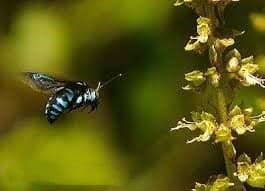 solo abeja negra en la naturaleza