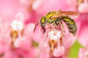 abeja sudorosa en flor.