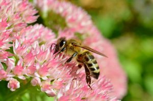 abeja sudorosa en flor.