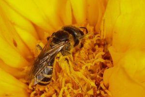 abeja sudorosa en flor.