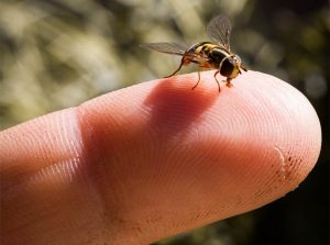 una abeja sudorosa en la mano de un humano.