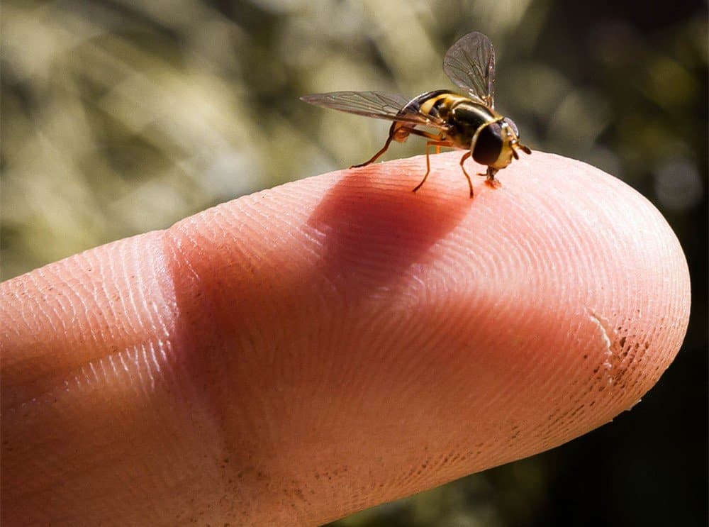 Resultado de imagen para abeja sudoripara