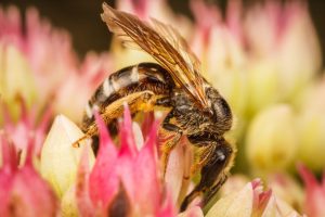 abeja sudorosa en flor.