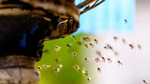 abejas sudorosas en la naturaleza.