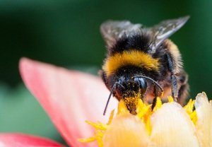 abeja en flor rosa