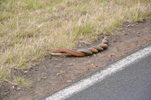 Dos serpientes cabeza de cobre apareándose por la carretera