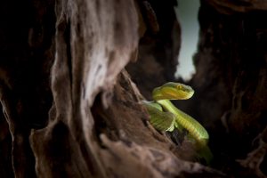 Serpiente víbora escondida en un agujero