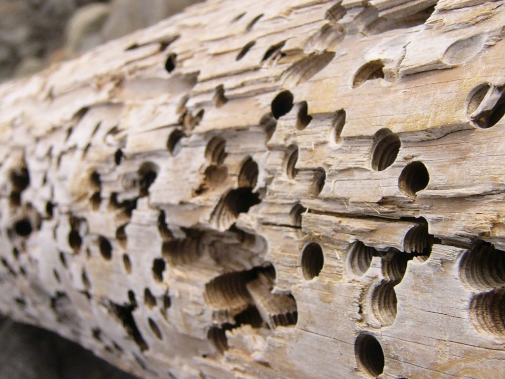 Agujeros en la madera seca causa por termitas