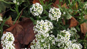 alyssum fondo