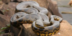 9 Datos Interesantes de Anaconda que te Volarán la Mente