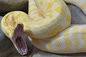 Primer plano de una anaconda amarilla con boca abierta