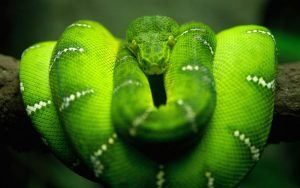 Anacondas verdes colgando del árbol