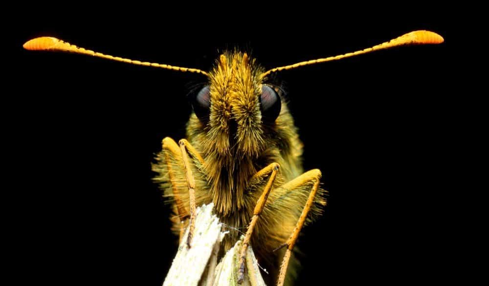 antena de mariposa