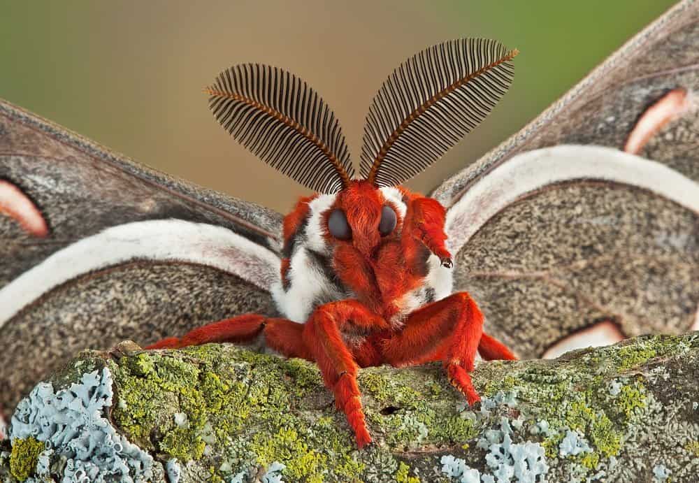 antena de polilla