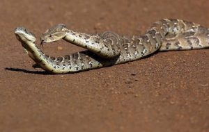 Serpientes están teniendo sexo en el suelo