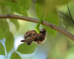 Cerca de una serpiente comiendo un pájaro