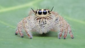 Picaduras de Araña Frente a Picaduras de Chinches: ¿Cuál es la Diferencia?