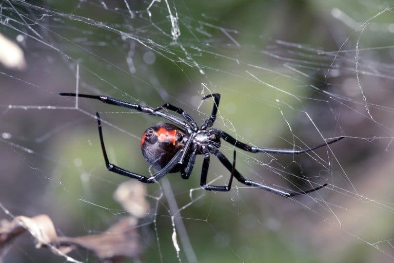 Foco de Plagas de Otoño – Araña de Espalda Roja Extendida