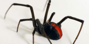 Arañas Redback: Venenosas, Maestras Web con un Ritual de Clasificación Mortal