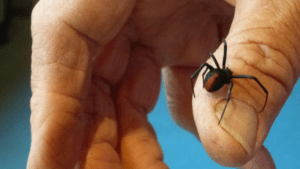 araña redback en la mano del humano