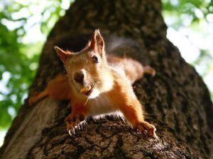 La ardilla de Fox que cuelga en el árbol está comiendo.