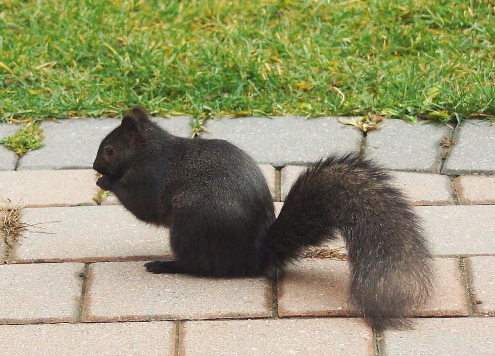 única ardilla negra en la naturaleza