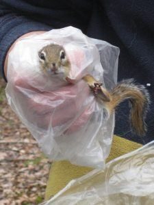 Un hombre está sosteniendo una ardilla en sus manos