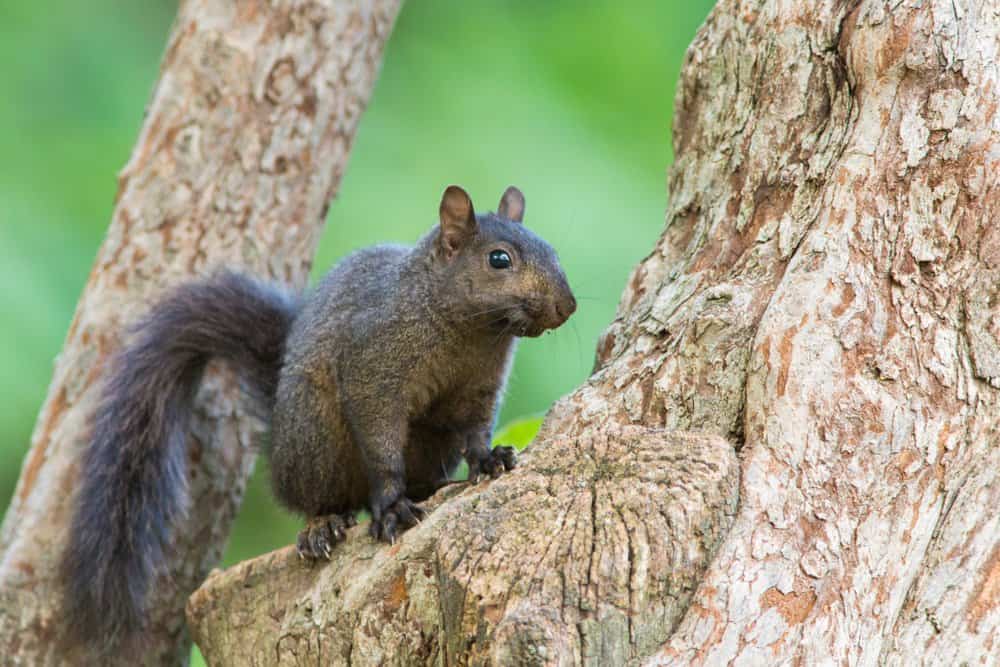 única ardilla negra en la naturaleza