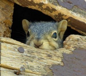 Una ardilla escondida dentro del ático