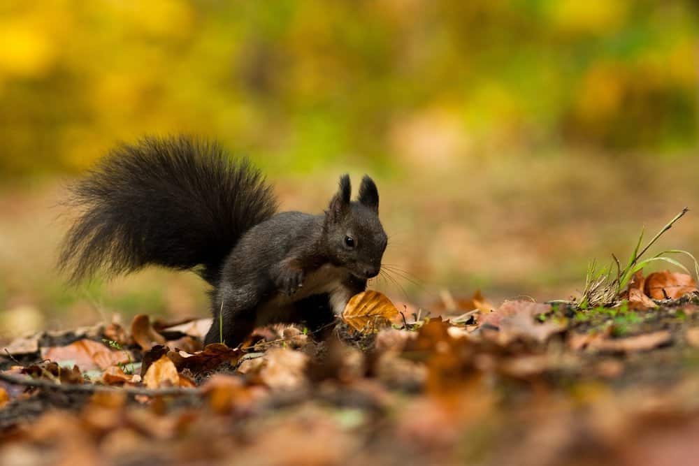 única ardilla negra en la naturaleza